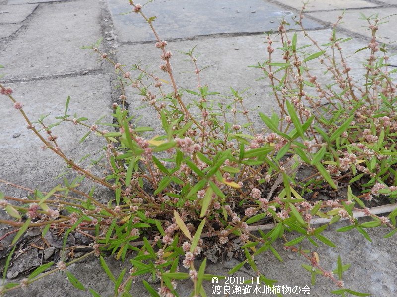 渡良瀬遊水地に生育するホソバツルノゲイトウの画像