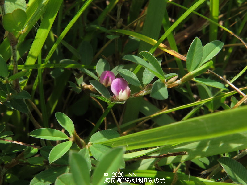 渡良瀬遊水地に生育しているヤハズソウの画像