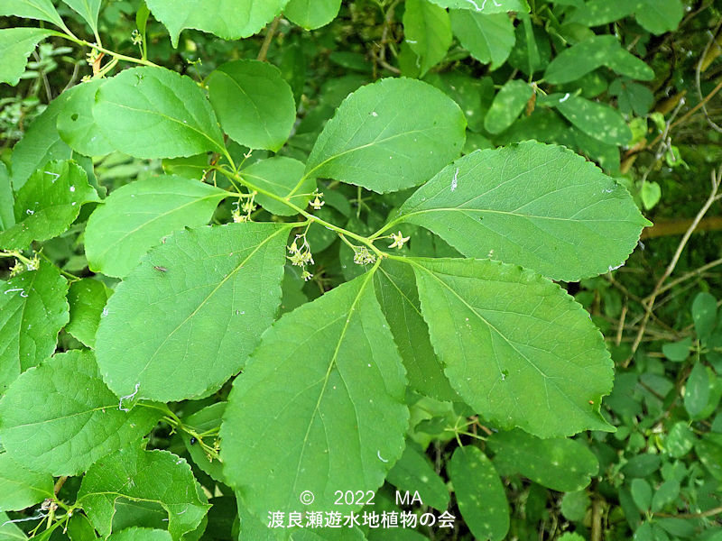 渡良瀬遊水地内のイヌツルウメモドキ