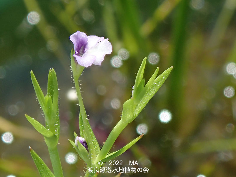 渡良瀬遊水地内のサワトウガラシ