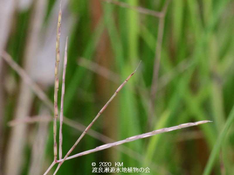 渡良瀬遊水地に生育しているカリマタガヤの画像その２