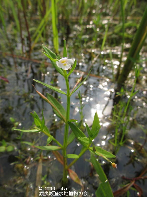 渡良瀬遊水地に咲くアゼトウガラシの画像