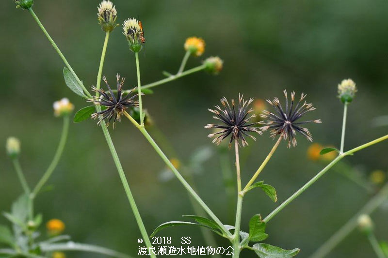 渡良瀬遊水地に生育するコセンダングサの果実の画像