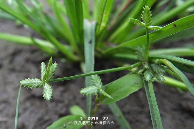 渡良瀬遊水地に生育するヒナガヤツリの画像その２