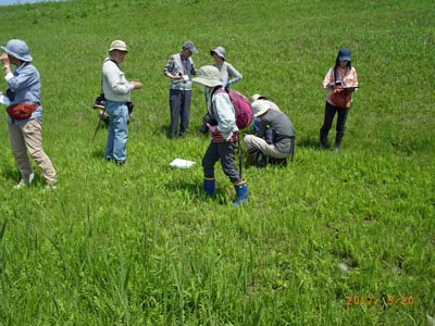 渡良瀬遊水地植物の会　調査会の様子