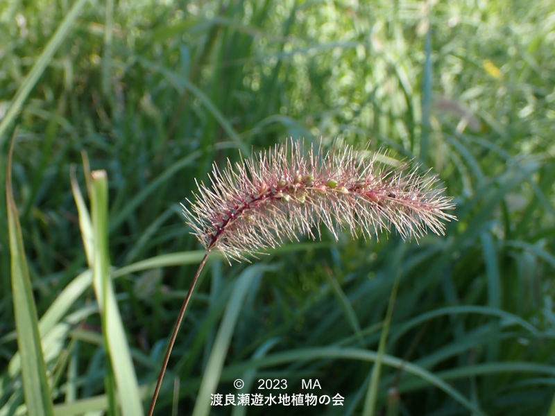 渡良瀬遊水地のアキノエノコログサ花穂