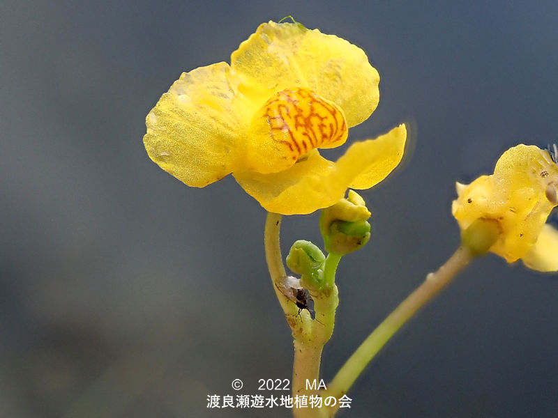 渡良瀬遊水地内のタヌキモ花