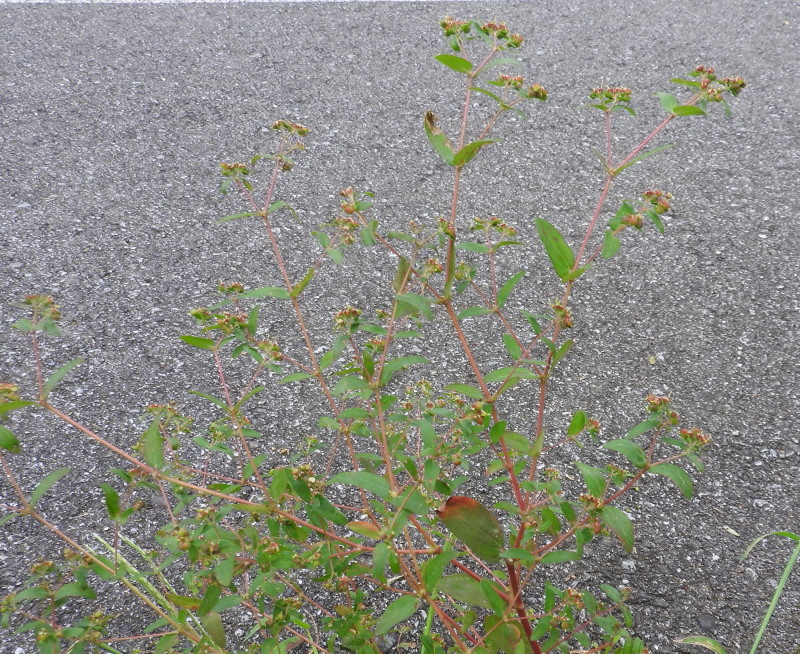 渡良瀬遊水地に生育しているオオニシキソウの画像その２