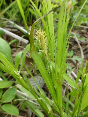 渡良瀬遊水地の　絶滅危惧種　ハタベスゲ