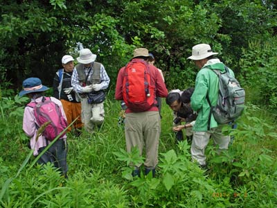 渡良瀬遊水地植物の会　調査会の様子