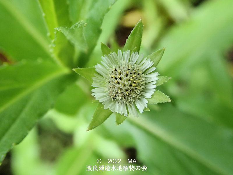 渡良瀬遊水地内のタカサブロウ花冠