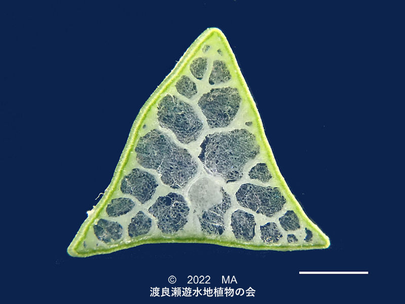 渡良瀬遊水地内のサンカクイ茎断面