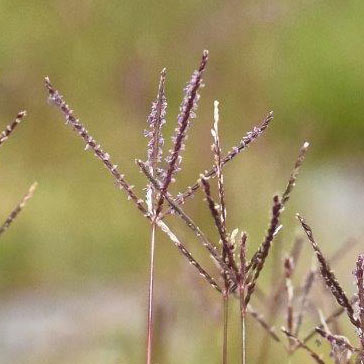 渡良瀬遊水地に生育するギョウギシバの画像その３