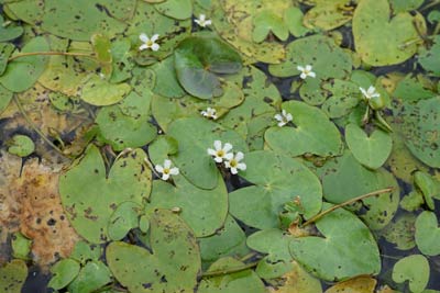 渡良瀬遊水地の　絶滅危惧種　ヒメシロアサザ