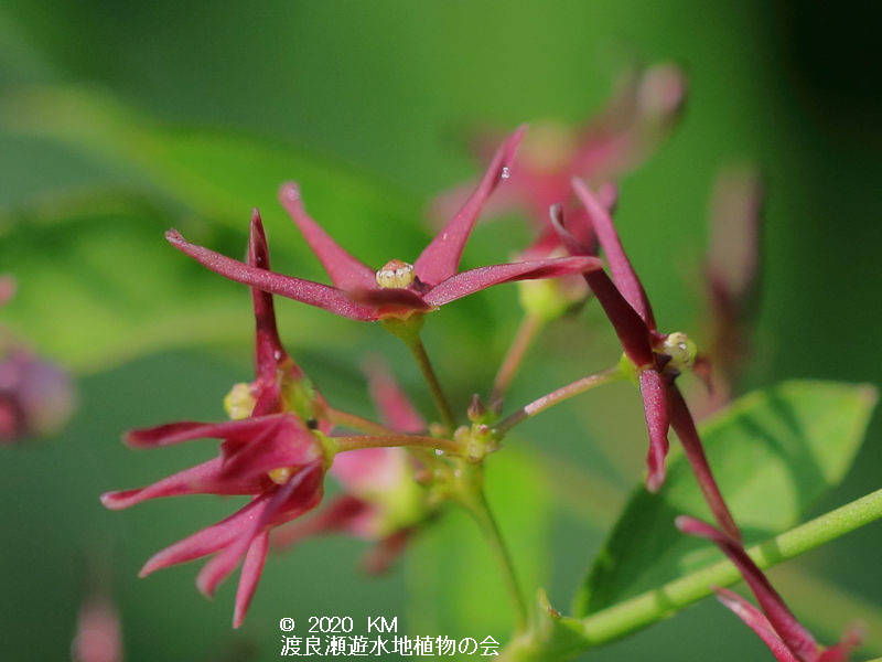 渡良瀬遊水地に生育するコバノカモメヅルの花の画像その４