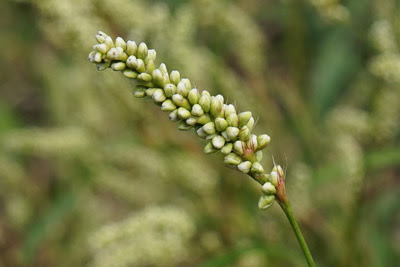 渡良瀬遊水地に生育しているアオヒメタデ花穂の画像