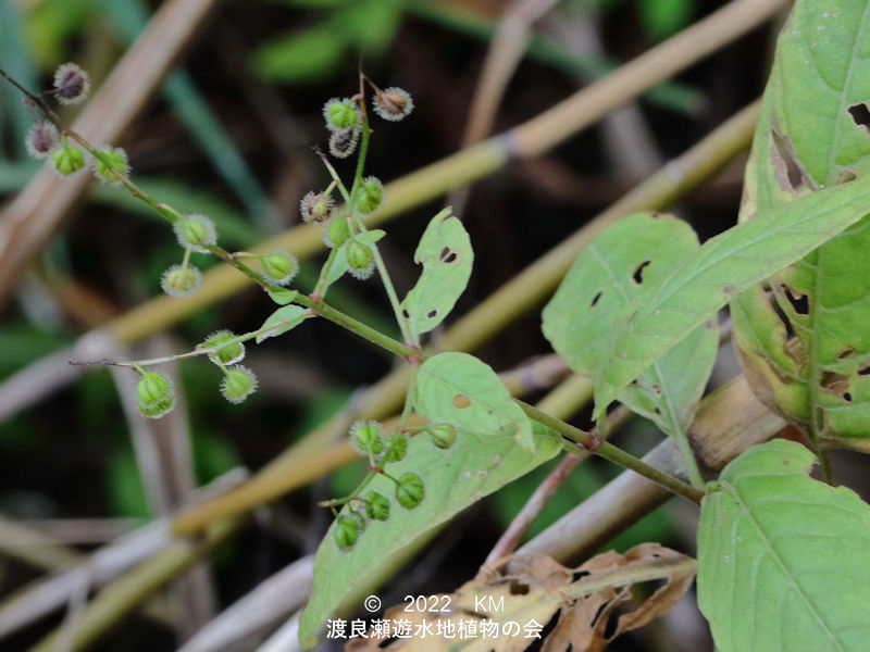 渡良瀬遊水地内のミズタマソウ葉と花序の果実