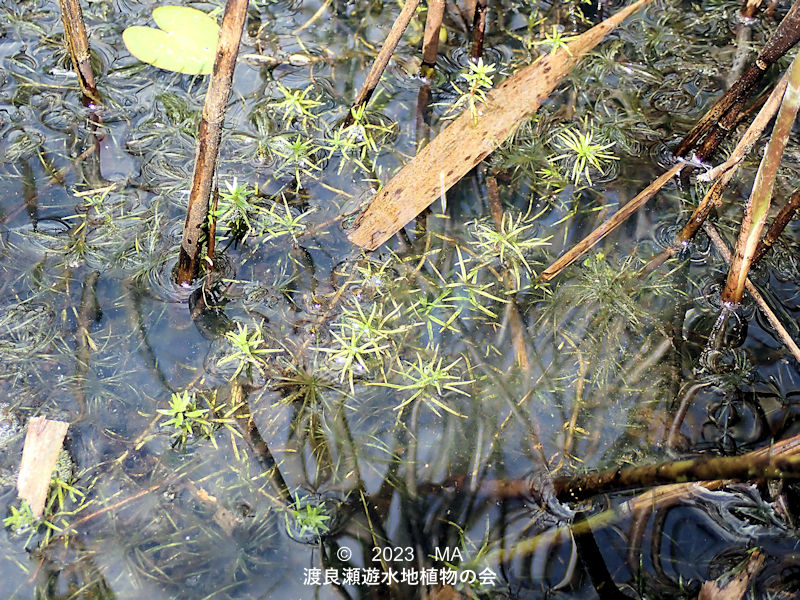 渡良瀬遊水地のミズマツバ気中から水中への様子