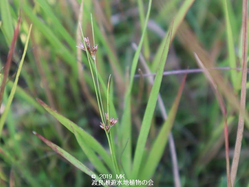 渡良瀬遊水地に生育するヒメイヌノハナヒゲの画像