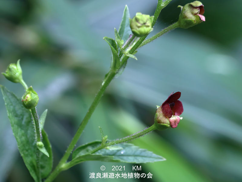 渡良瀬遊水地に生育するオオヒナノウスツボの花