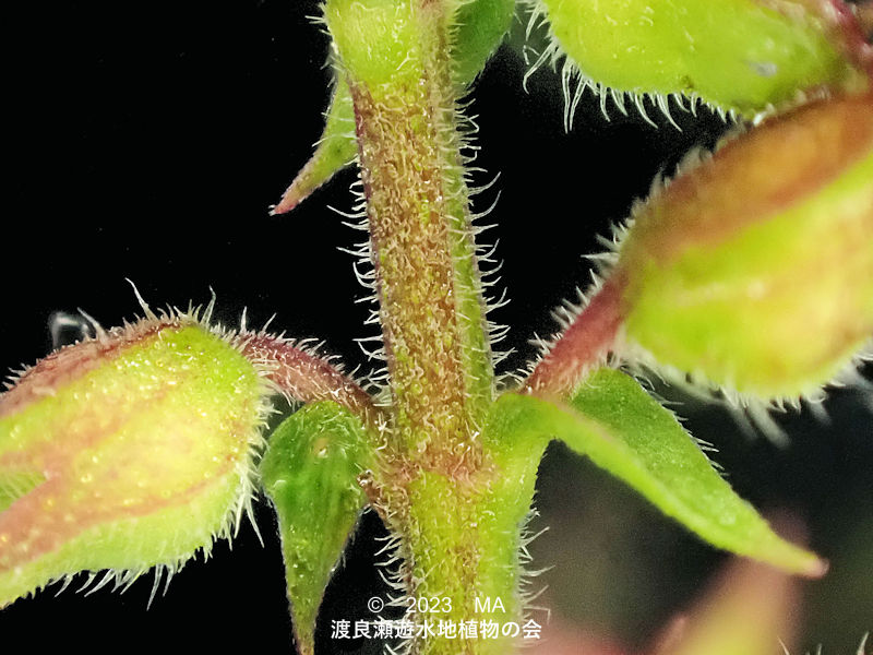 渡良瀬遊水地内のイヌコウジュ茎葉