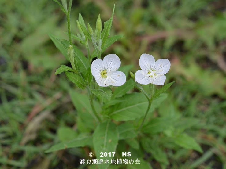 渡良瀬遊水地に生育しているユウゲショウ（シロバナ）の全体画像と説明文書