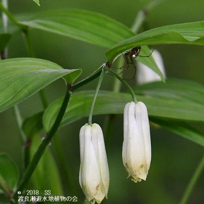 渡良瀬遊水地に生育するホウチャクソウ(花)の画像