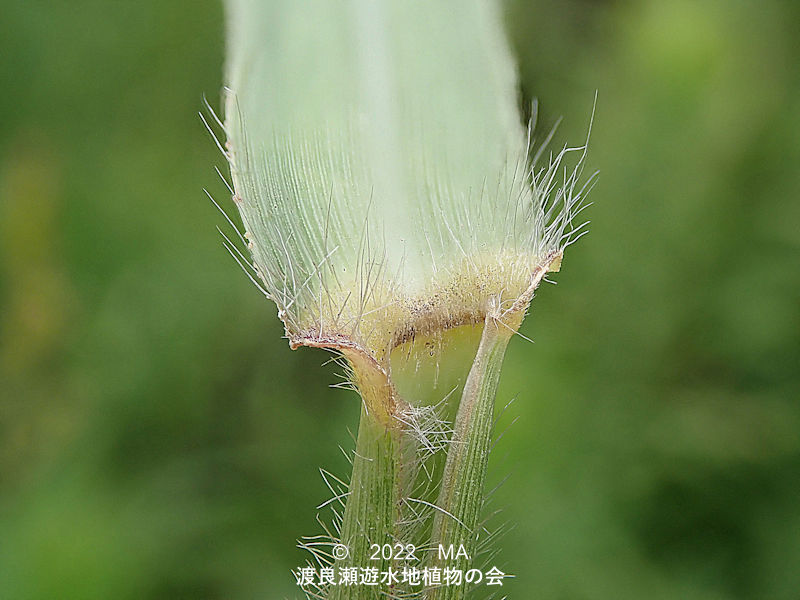 ケトダシバ葉鞘口部