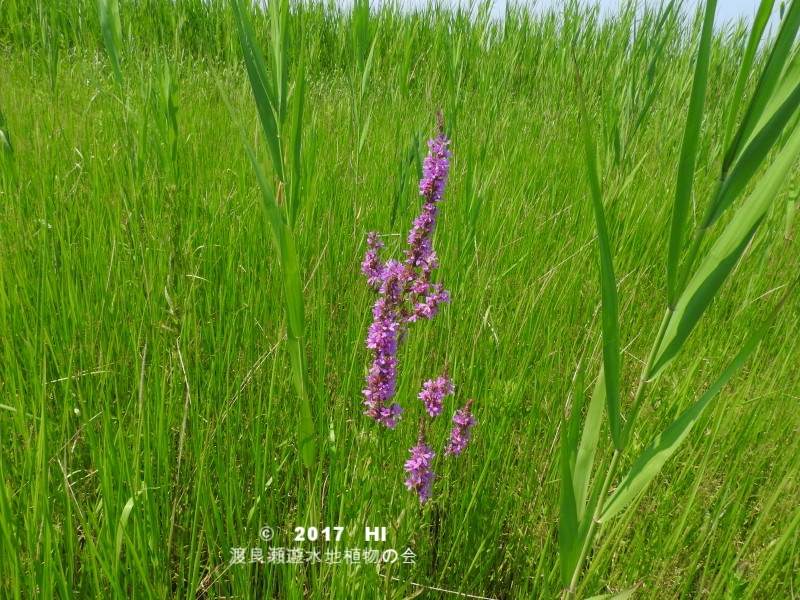 渡良瀬遊水地に生育するエゾミソハギ