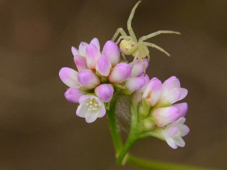 渡良瀬遊水地に生育しているアキノウナギツカミ（花）の画像