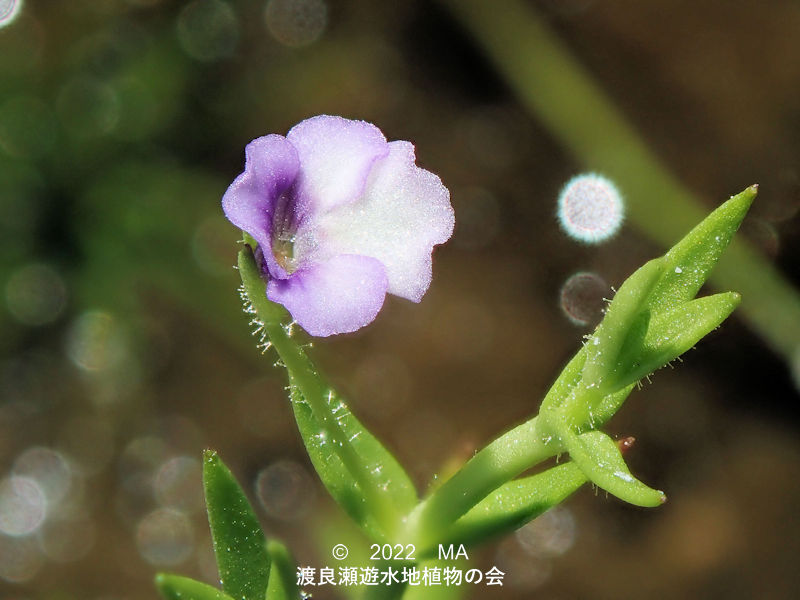 渡良瀬遊水地内のサワトウガラシ花