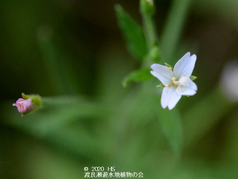 渡良瀬遊水地に生育しているケゴンアカバナ（花）の画像