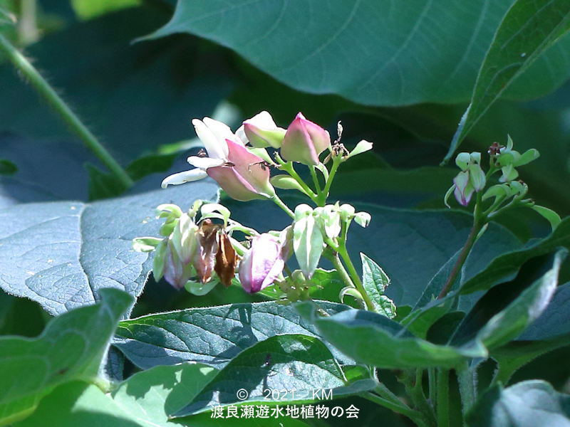 渡良瀬遊水地に生育するクサギの花アップ