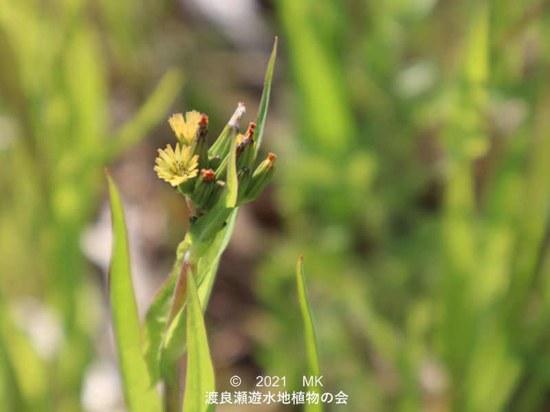 渡良瀬遊水地に生育するノニガナの花画像と説明文書