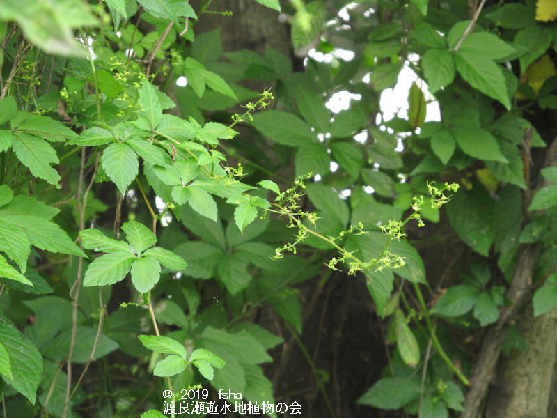 渡良瀬遊水地に咲くアマチャヅルの画像