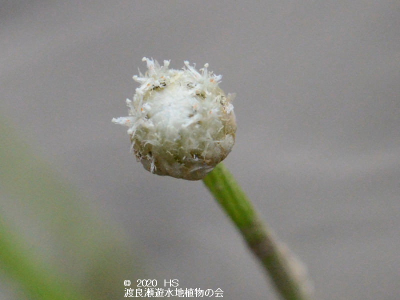 渡良瀬遊水地に生育しているホシクサの画像その３