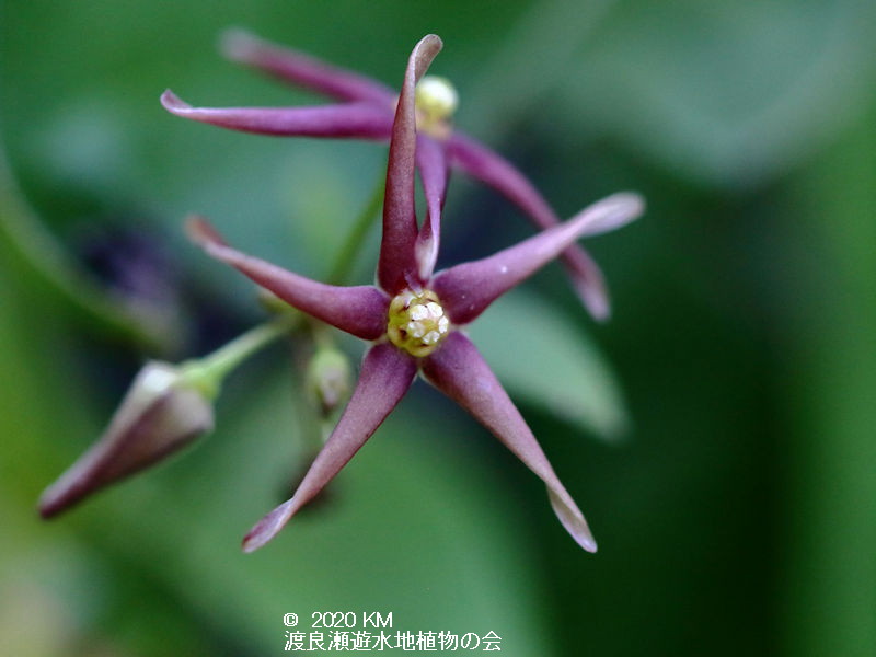 渡良瀬遊水地に生育するコバノカモメヅルの花の画像その２