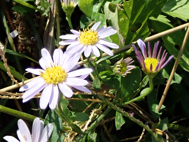 渡良瀬遊水地に生育するカントウヨメナの花