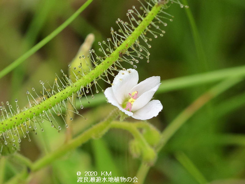 渡良瀬遊水地に生育しているシロバナナガバノイシモチソウの画像（花）その２