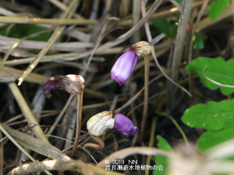 渡良瀬遊水地のナンバンギセルの画像その２