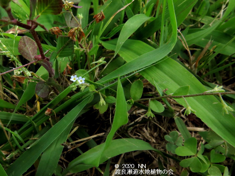 渡良瀬遊水地に生育するキュウリグサの画像その２