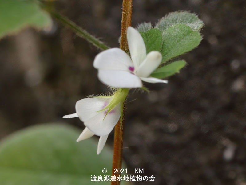 渡良瀬遊水地に咲くネコハギの花