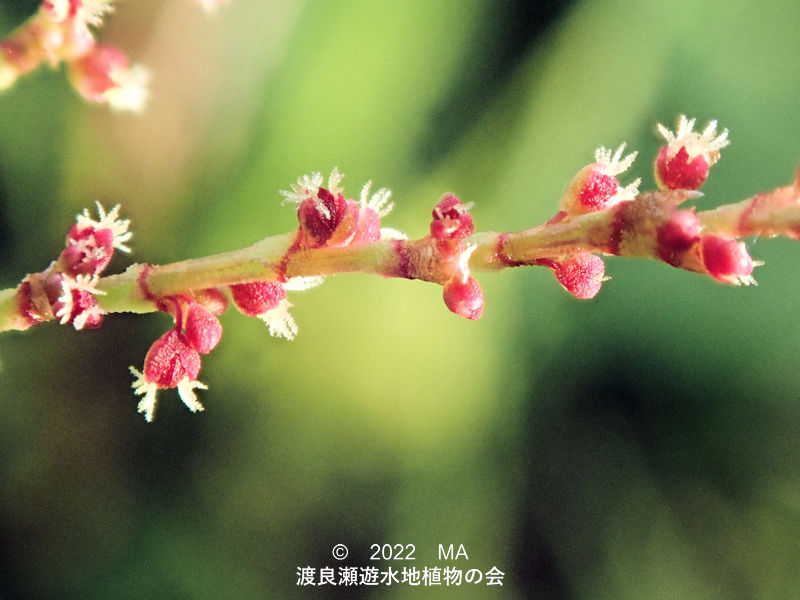 渡良瀬遊水地内のヒメスイバ雌花