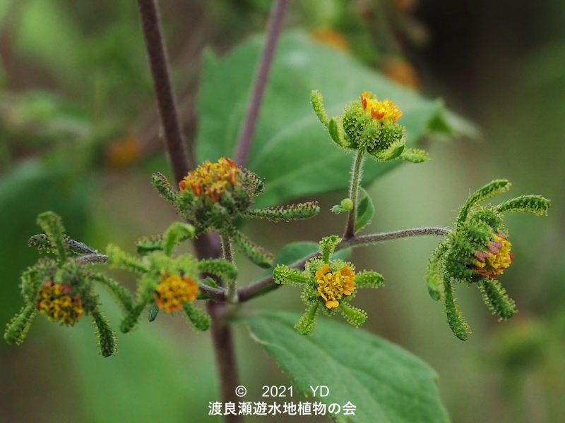 渡良瀬遊水地に生育するコメナモミの花