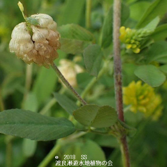 渡良瀬遊水地に生育するクスダマツメクサ（花）の画像