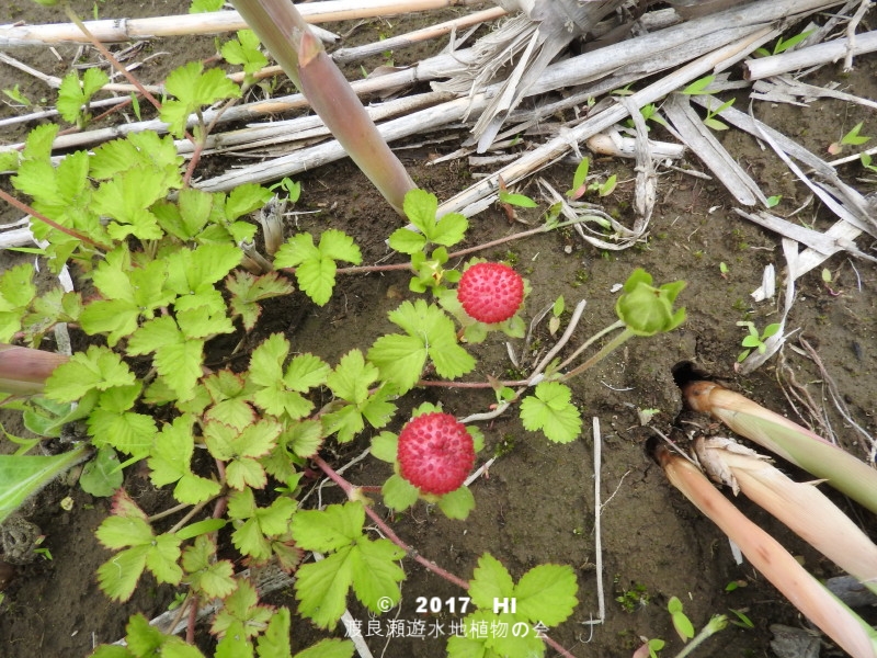 渡良瀬遊水地に生育しているヘビイチゴの全体画像と説明文書