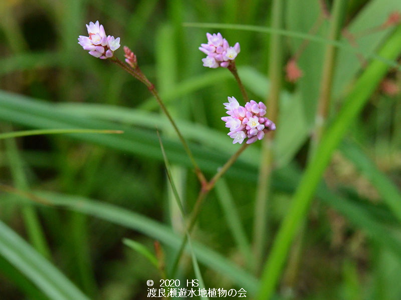 渡良瀬遊水地に生育しているナガバノウナギツカミ（花）の画像