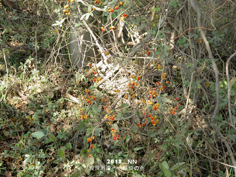 北海道ツルウメモドキ　合格祈願　開運」「強運」「大器晩成」スワッグ 実　ツル 北海道ツルウメモドキ 合格祈願 開運」「強運」「大器晩成」スワッグ