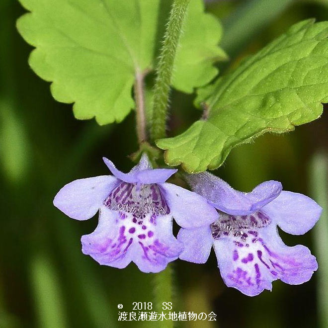 渡良瀬遊水地に生育するカキドシの画像（花のアップ）