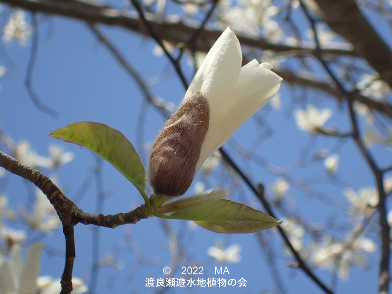 渡良瀬遊水地内のコブシの花